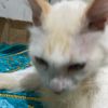 cattygrils_
