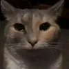 olivmangoo