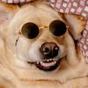 doglz6
