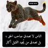 mahrez.zarga