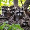 amazingANimals
