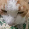 pquyen_22