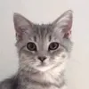 mistwhisker