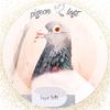 pigeonloft05