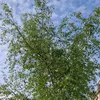 ciprianedmondbogd