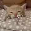 bon ᴥ