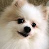 kobeepom