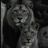 jabre5623