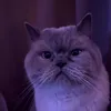ayleeeihtex