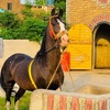 King of horse babar