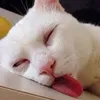 trinhngocviet4