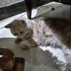 mashaelabutaleb8