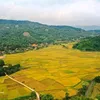 thanhtri_868