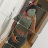 cayetanam12
