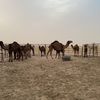 ahmad_alm6eri