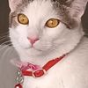 frankiegatito