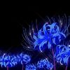 blue_spiderlily1