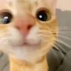 mbeadzzybread8