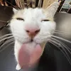 _kizus