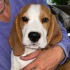 Bogey the Beagle