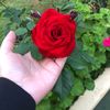 dimgeorge1