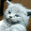 polandriy