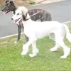 huntingdogs01