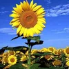 user111980651