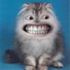 woofwooff3