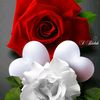 merine.merine57
