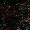 taliadivine_1