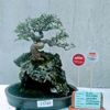 adizen.bonsai.0895