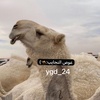 عوص النجايب🐪؛)