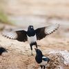 animalworld006
