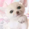 taisabreu493