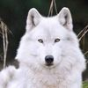 cyfur.codm