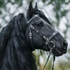 bl4ck_horse