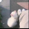 leill_ss