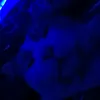 thatonecoolcat1