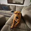 lordscooby