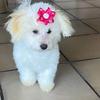 maltese.dog.breed