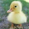 mrducky55433