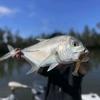 jasper_noosafishing