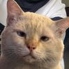 meoww_540