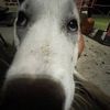 campa_028