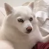 nomenaogostadevoce