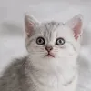 moifh_