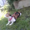 guigui_stich