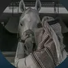 ibndiaa8