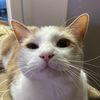 leopoldbuttersstotch274